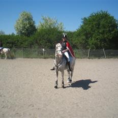 Appaloosa Spotlight / red /