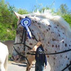 Appaloosa Spotlight / red /