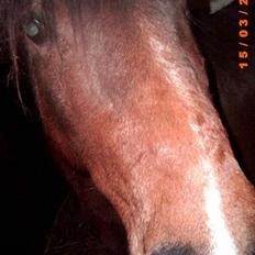 Anden særlig race Lotte R.I.P