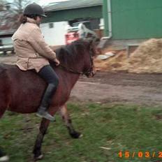 Anden særlig race Lotte R.I.P