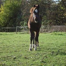 Welsh Pony af Cob-type (sec C) West Side Billy boy *solgt*