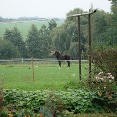 Welsh Pony af Cob-type (sec C) West Side Billy boy *solgt*