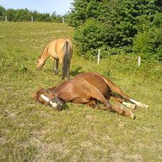 Anden særlig race Sheik (Solgt)