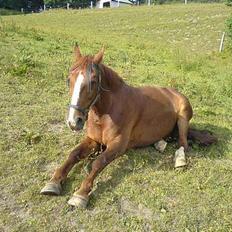 Anden særlig race Sheik (Solgt)