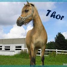 Anden særlig race Thor<3 Putti 