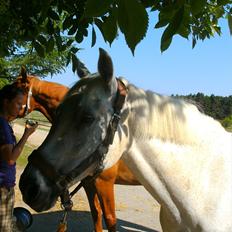 Anden særlig race Gøben  *Solgt* Min dreng