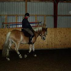 Anden særlig race Zafir