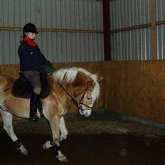 Anden særlig race Zafir