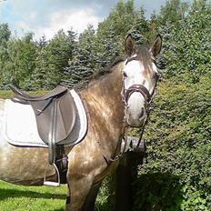 Welsh Pony af Cob-type (sec C) Stauslykke Vincent