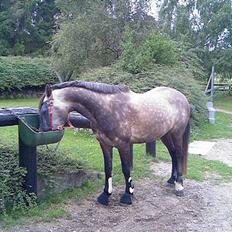 Welsh Pony af Cob-type (sec C) Stauslykke Vincent