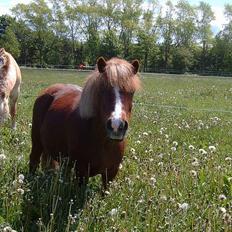 Shetlænder Sunny