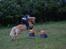 Haflinger Eizhia - **nyt** spring kan den lille pony skam os :)