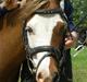 Welsh Pony (sec B) Pandora Solgt