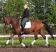 Trakehner Anastacia H SOLGT