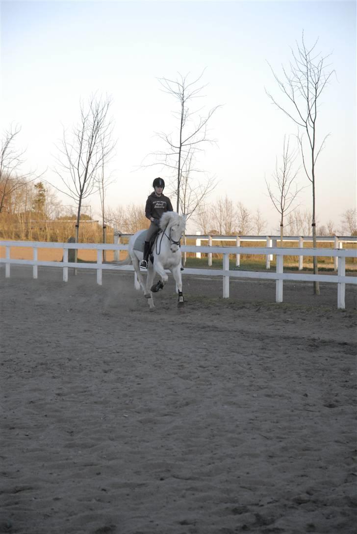 Connemara Mosevangs Cocu - dressur træning 21 April 2008. billede 16