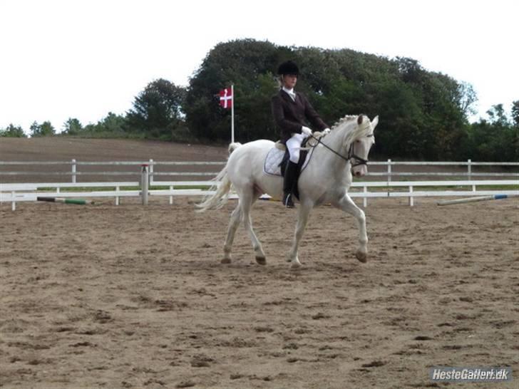 Connemara Mosevangs Cocu - lindegaardensrideklub 09 billede 17