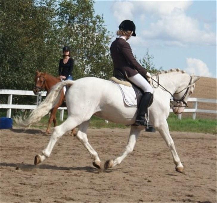 Connemara Mosevangs Cocu - lindegaardensrideklub 09 billede 18