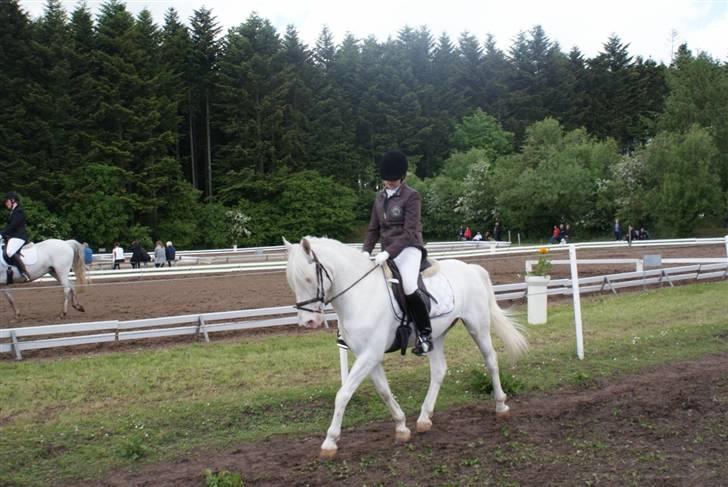 Connemara Mosevangs Cocu - Mors 09. opvarmning billede 19