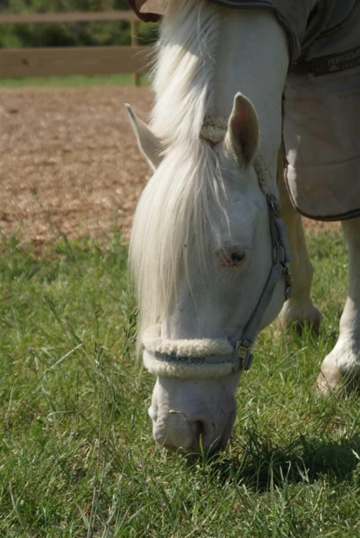 Connemara Mosevangs Cocu - Cocu. Skønherlig pony. billede 20