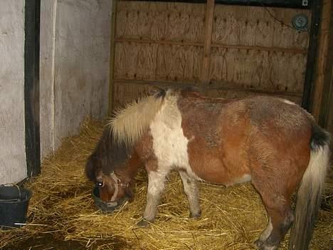 Shetlænder Surprice(Død d. 27/05/08) - her har hun fået foder billede 7