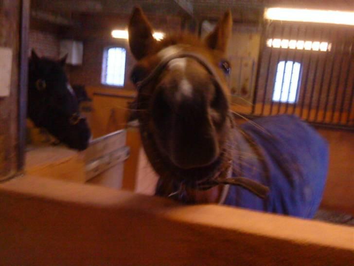 Anden særlig race Perle billede 8