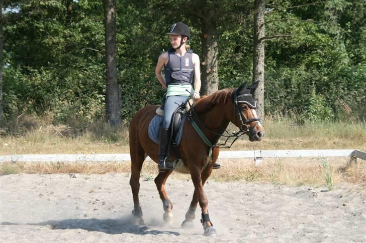 Anden særlig race Perle billede 9