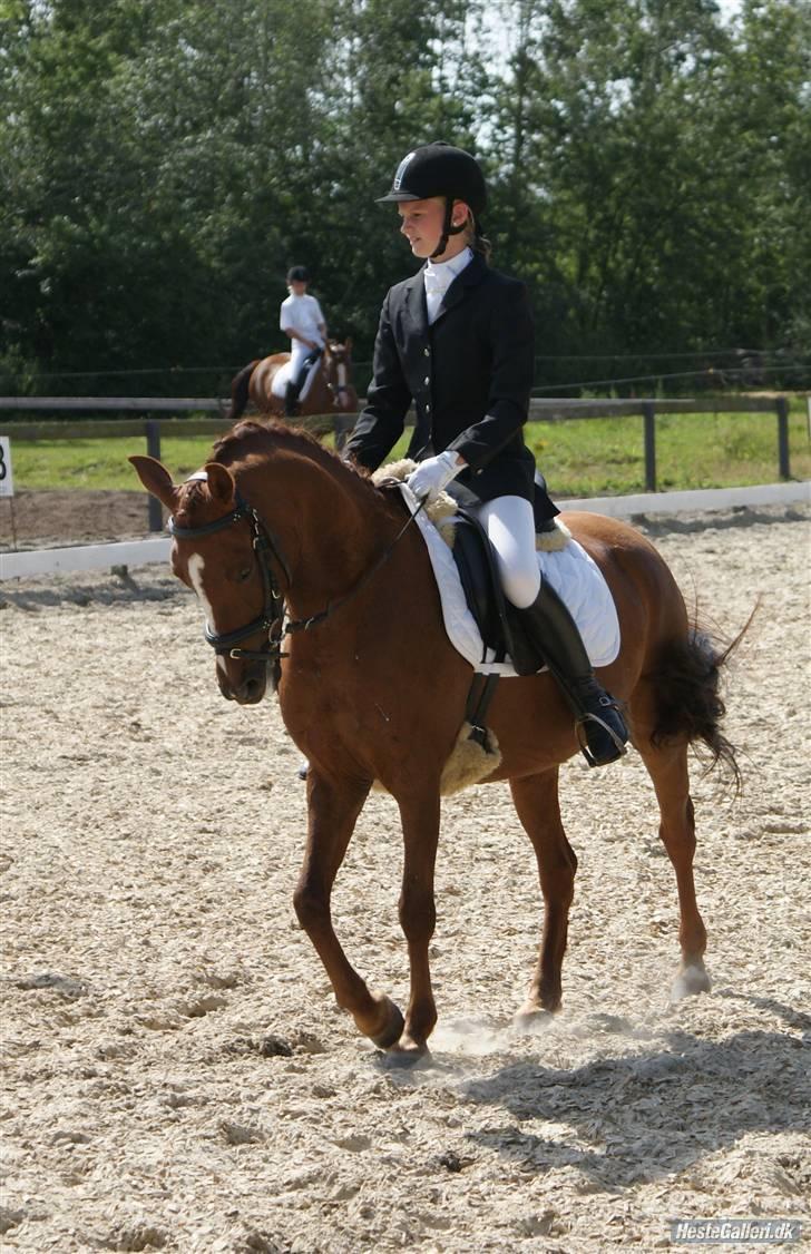 Anden særlig race Perle - pokalstævne i Bramming billede 15