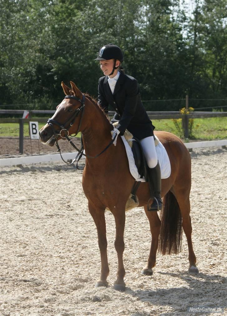 Anden særlig race Perle - pokalstævne i Bramming billede 16