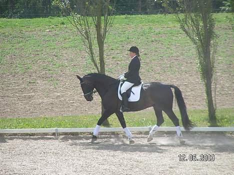 Anden særlig race Samson - Samson går stævne med Maja billede 1