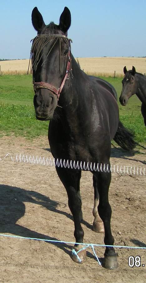 Anden særlig race Samson - Han hygger sig på folden med dejligt græs. billede 2