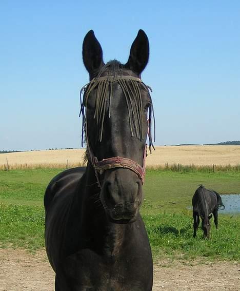 Anden særlig race Samson - Han er på fold med sine venner. billede 5