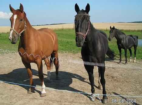 Anden særlig race Samson - Her er han sammen med Kasandra Amalie og Rugelus. billede 6