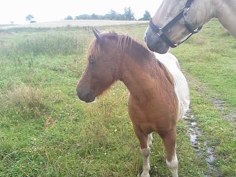 Shetlænder Sofus  billede 9