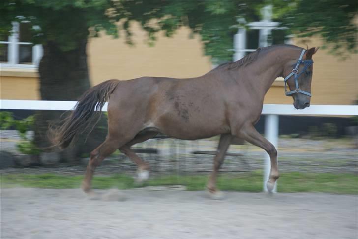 Anden særlig race Amanda - #16 - 02.06.09 - Blær´blær! Hun kan rent faktisk godt trave, det er bare sjældent hun viser det <3 billede 16