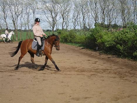 Welsh Cob (sec D) Sylvester  / Solgt /  - Lidt dressur træning <33 elsker den pony billede 3