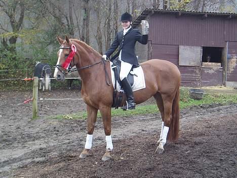 Dansk Varmblod Cathila - Vinder Wiibro Cup 2006  billede 12