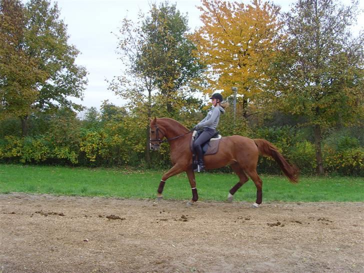 Dansk Varmblod Cathila - Mig og Thila 20. okt 2007 :D billede 13