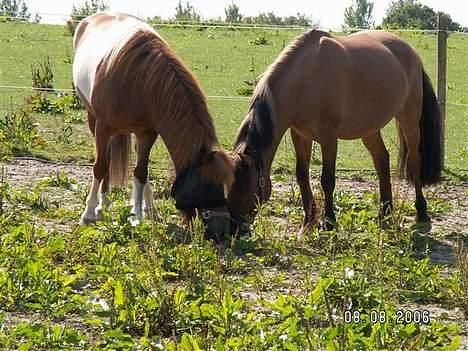 Islænder skjöldur R.I.P :(  billede 7