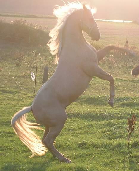 Palomino Avl Saint Millton Segur Lamarque - Hingste"dyst" som 4års. billede 8