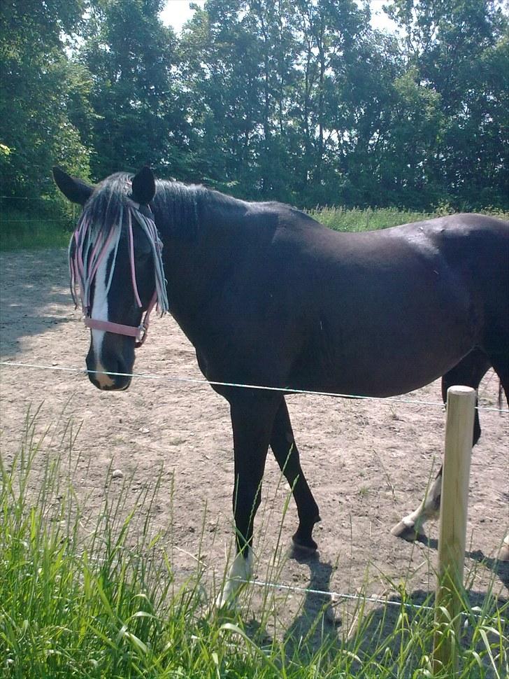 Anden særlig race Minella "Solgt" - Marie skridter hende af billede 4