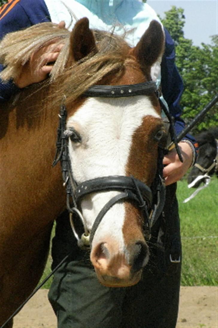 Welsh Pony (sec B) Pandora Solgt - Mulle pigen min :) billede 1