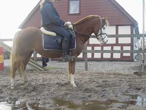 Welsh Pony (sec B) Pandora Solgt - Parade billede 5