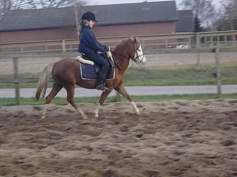 Welsh Pony (sec B) Pandora Solgt billede 6