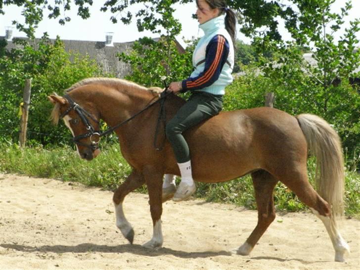 Welsh Pony (sec B) Pandora Solgt - Nyt d 28/5 08. billede 8