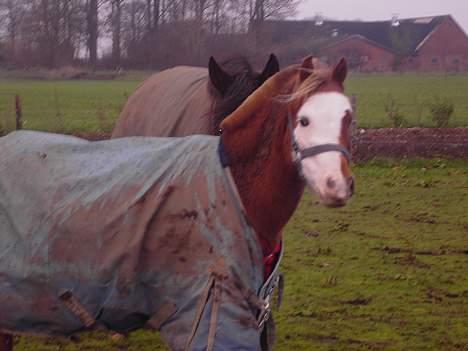 Welsh Pony (sec B) Pandora Solgt - Så flot :p billede 9