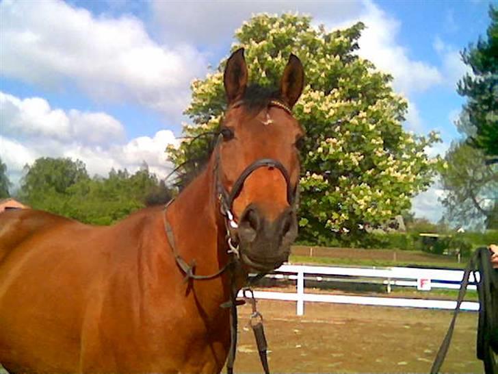 Fuldblod (XX) Why Me - R.I.P <3 - Sidste dag med Why Me. $; <3 billede 1