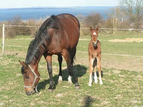 Fuldblod (XX) Why Me - R.I.P <3 - Why Me & hendes føl.  billede 2