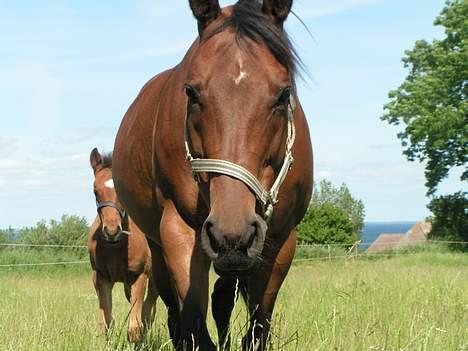 Fuldblod (XX) Why Me - R.I.P <3 - Taget af Anna ..  billede 3