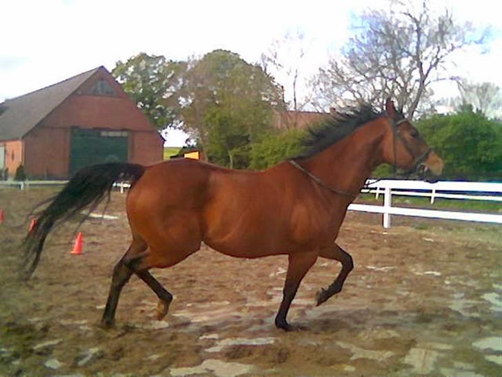 Fuldblod (XX) Why Me - R.I.P <3 - Sidste dag med Why Me. $; <3 jeg elsker dig.  billede 4