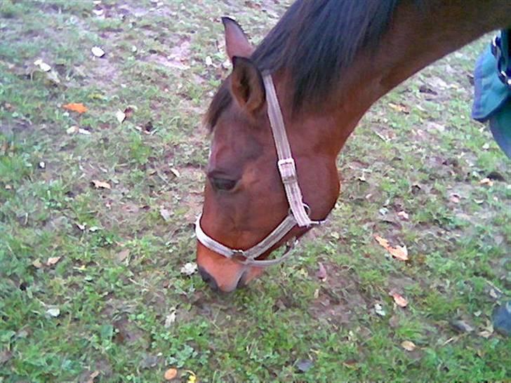 Fuldblod (XX) Why Me - R.I.P <3 - Sidste dag med Why Me. $; <3 jeg elsker dig.  billede 5